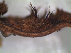 Metuloidea rhinocephala image