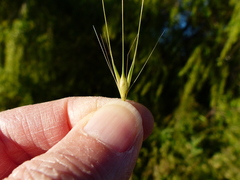 Hordeum murinum murinum