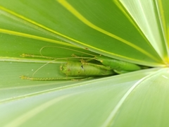 Belocephalus sabalis