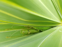 Belocephalus sabalis