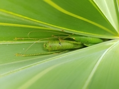 Belocephalus sabalis