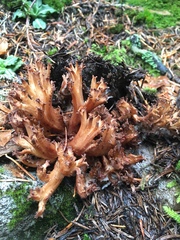Ramaria gelatinosa