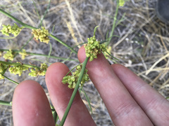 Aceria chondrillae