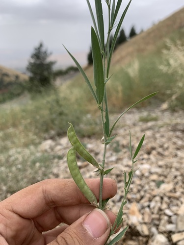 Lathyrus inconspicuus observed 2023-05-20