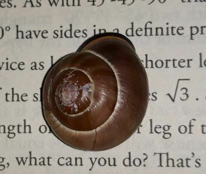 Brown-lipped Snail photographed in Latvia