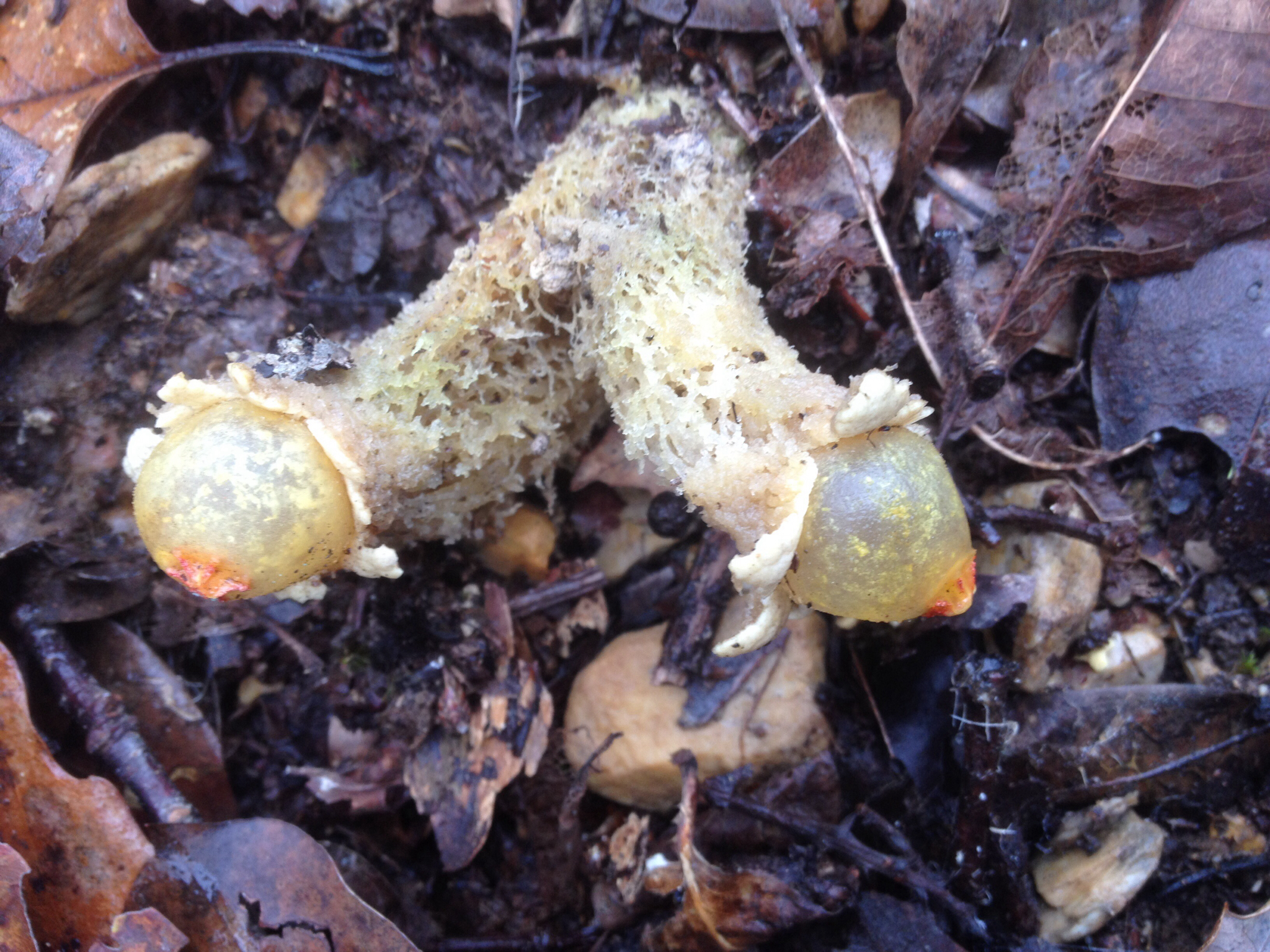 Calostoma lutescens image