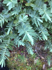 Veronica albicans
