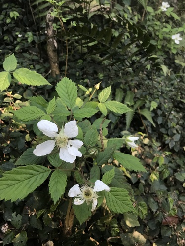 Image of Hirsute Raspberry (Rubus hirsutus) by no rights reserved