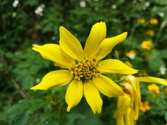 Rumfordia exauriculata