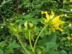 Rumfordia exauriculata