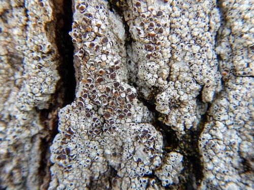 Lecanora glabrata image
