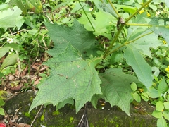 Rumfordia exauriculata