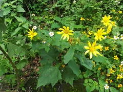 Rumfordia exauriculata