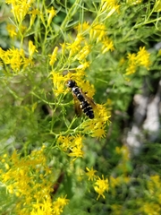 Myzinum carolinianum