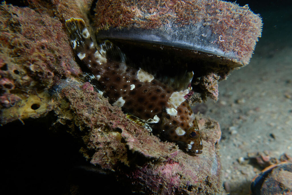 Highfin grouper (Epinephelus maculatus) — Serranidae
