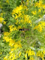 Myzinum carolinianum