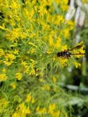 Myzinum carolinianum