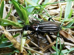 Carabus melancholicus