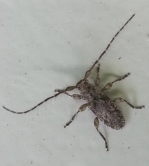 Hybolasius viridescens