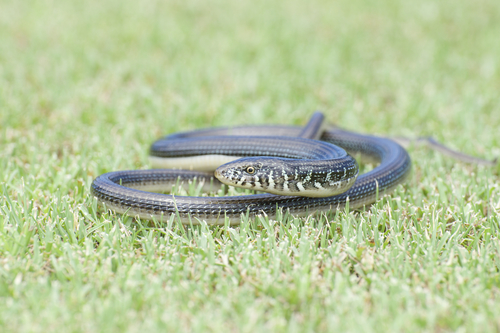 Eastern Glass Lizard