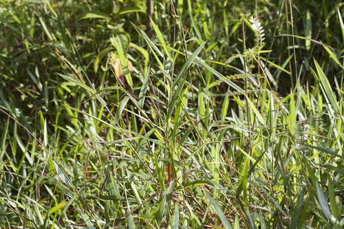 Ischaemum timorense observed 2009-03-28