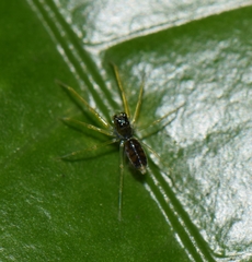 Lyssomanes tenuis