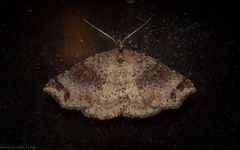 Lithilaria proestans