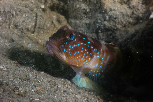 Filament shrimpgoby (Myersina filifer) — Gobiidae — 4