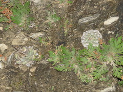 Strombocactus disciformis esperanzae