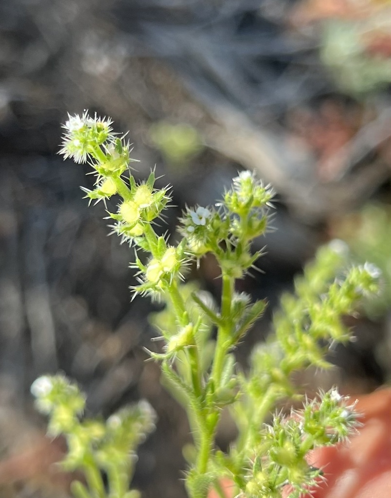 moth combseed from San Bernardino National Forest, Mountain Center, CA ...