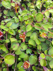 Fuchsia procumbens