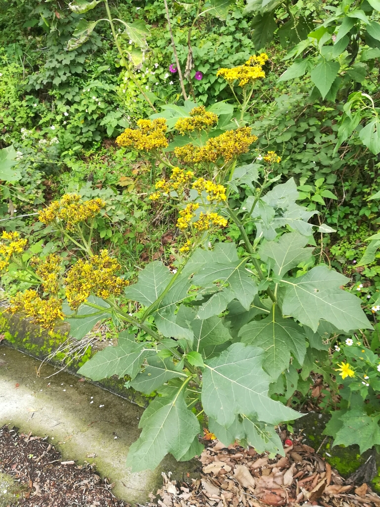 Verbesina olsenii
