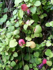 Fuchsia procumbens