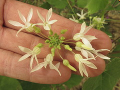 Echinopepon pringlei