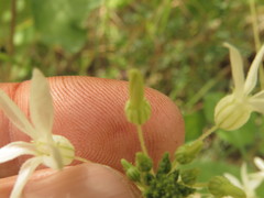Echinopepon pringlei