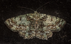 Hypodoxa conspurcata