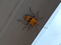 Chauliognathus erratus