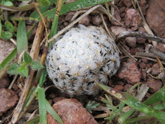 Mammillaria duwei