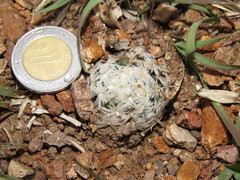 Mammillaria duwei
