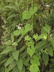 Echinopepon pringlei