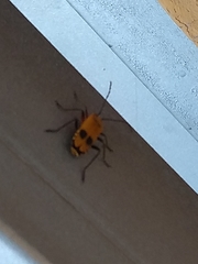 Chauliognathus erratus