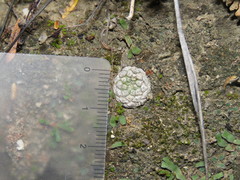 Strombocactus disciformis esperanzae