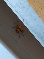 Chauliognathus erratus