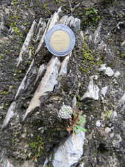 Strombocactus disciformis esperanzae