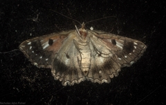 Hypodoxa conspurcata