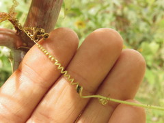 Echinopepon pringlei