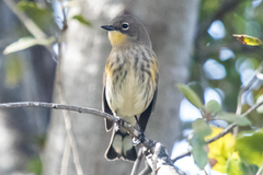 Setophaga coronata coronata × auduboni