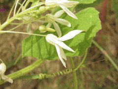 Echinopepon pringlei