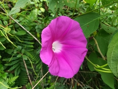 Ipomoea orizabensis orizabensis