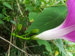 Ipomoea orizabensis orizabensis
